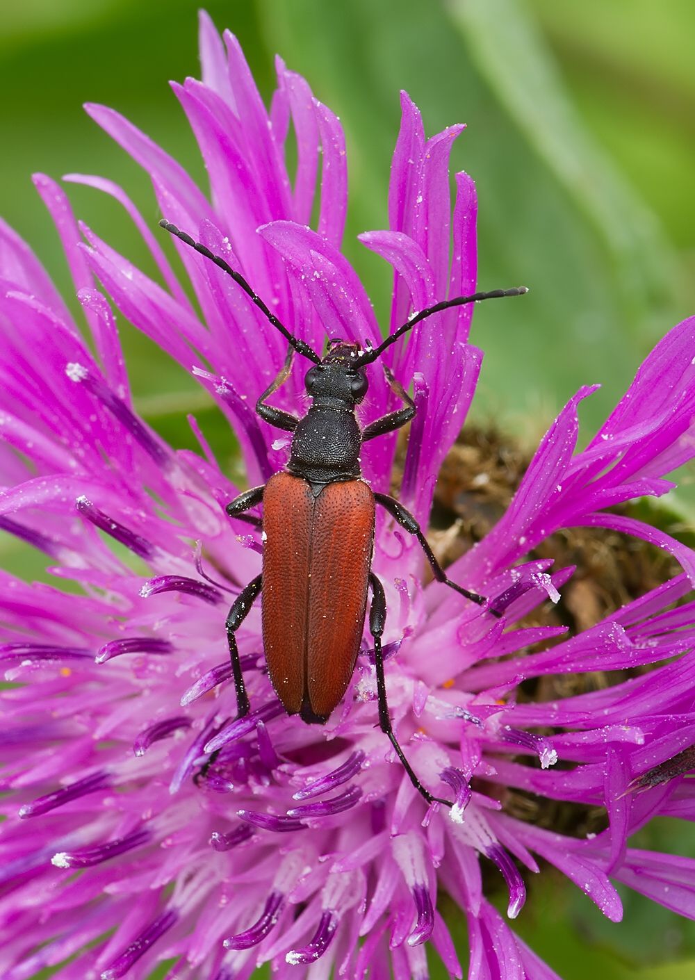 Anastrangalia sanguinolenta
