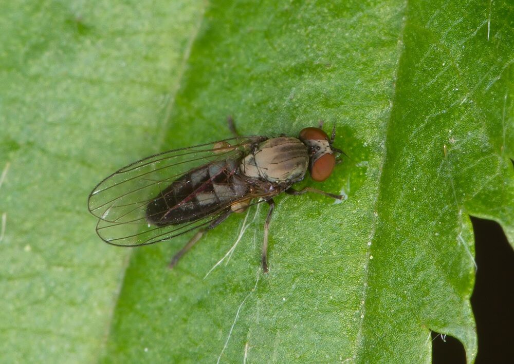 Callomyia elegans