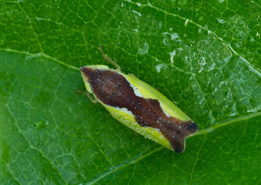Platymetopius major