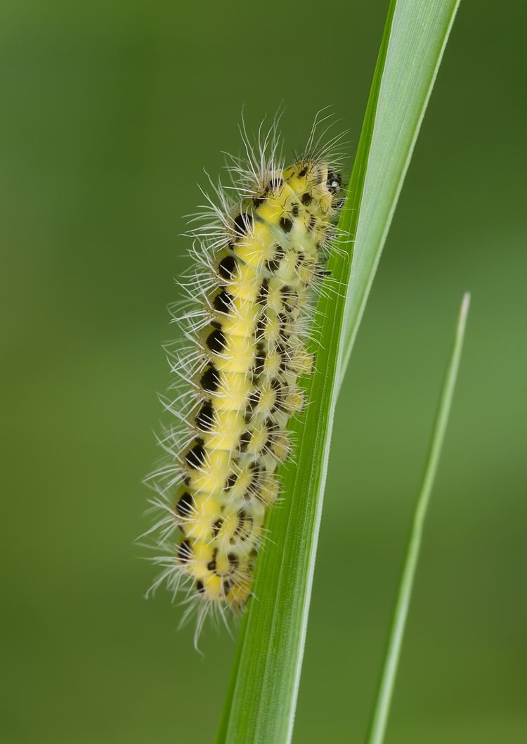 Zygaena ephialtes