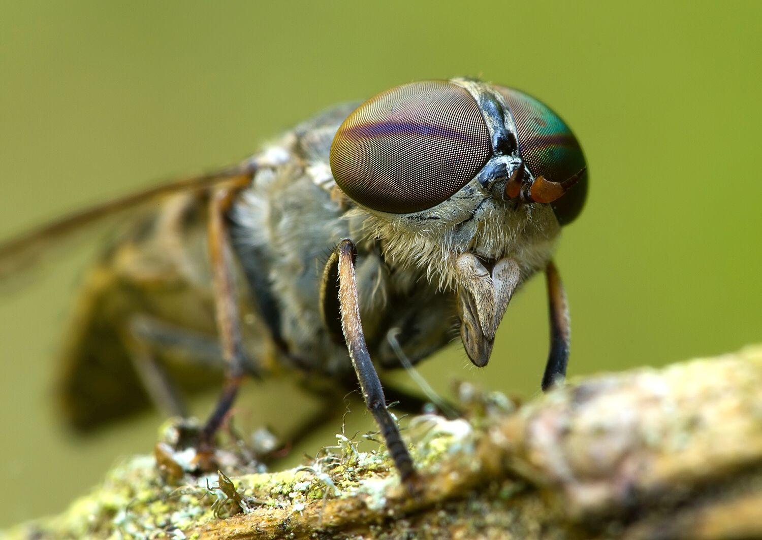 Tabanus maculicornis