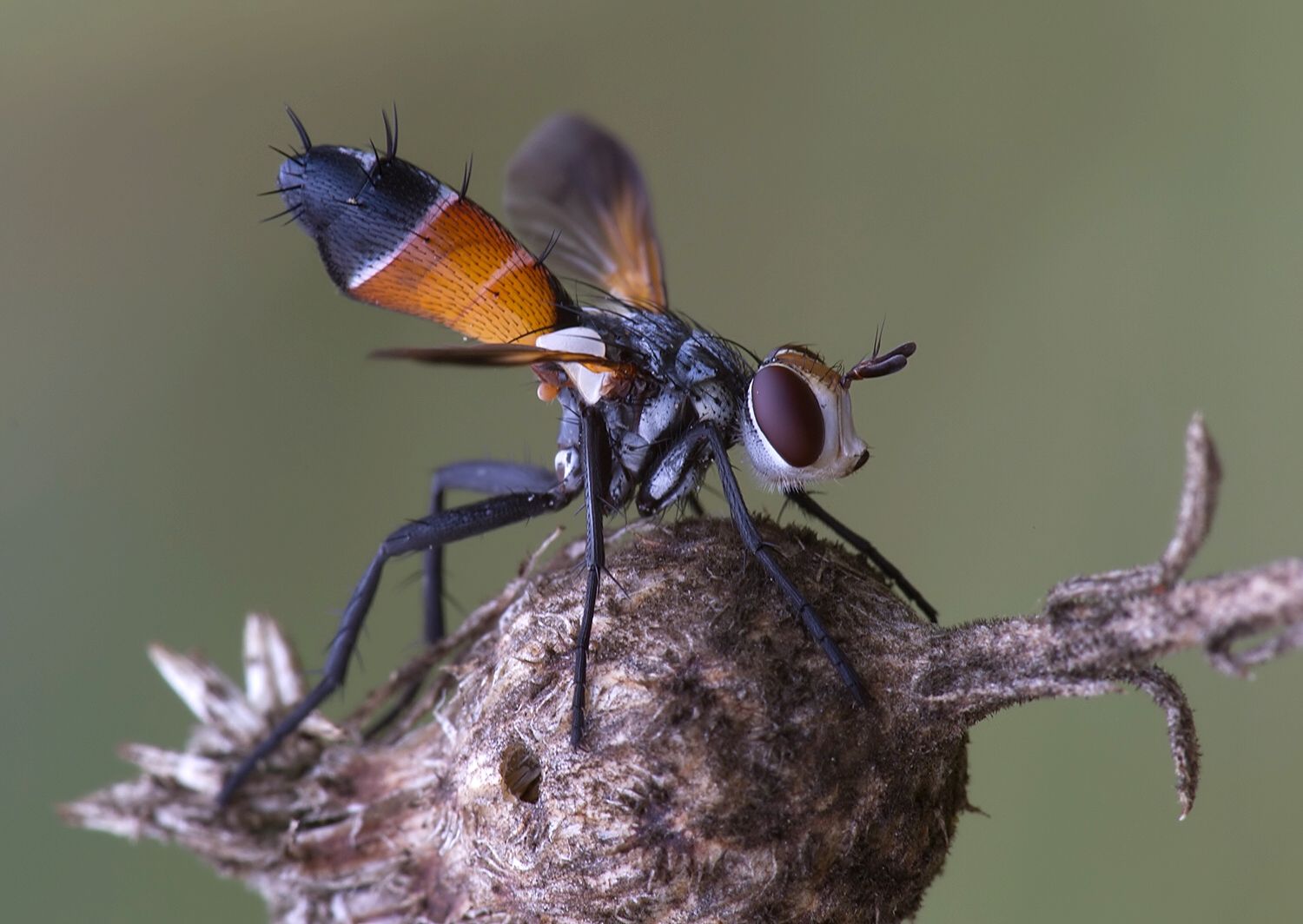 Cylindromyia brassicaria
