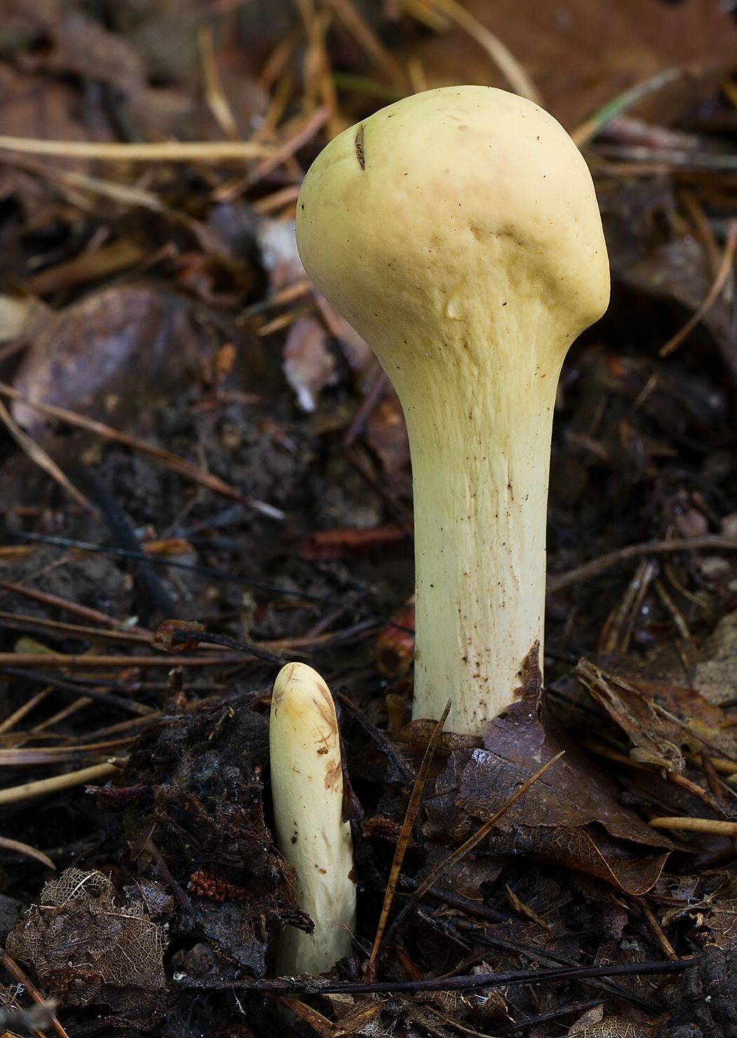 Clavariadelphus pistillaris
