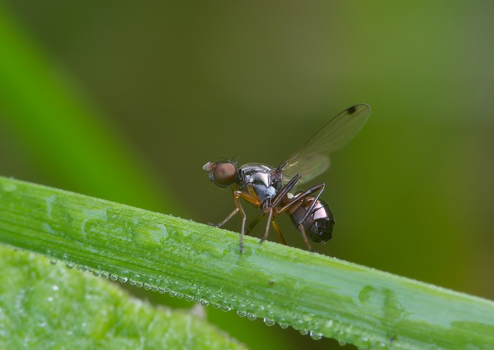Sepsis fulgens