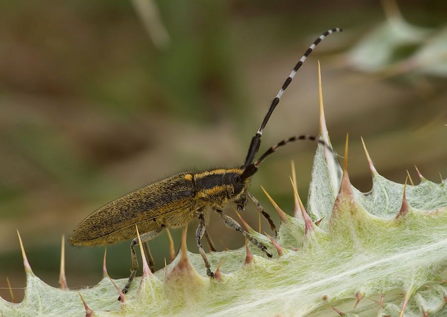 Agapanthia cynarae