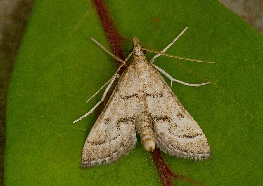 Metasia ophialis