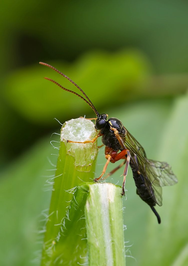 Apechthis quadridentata