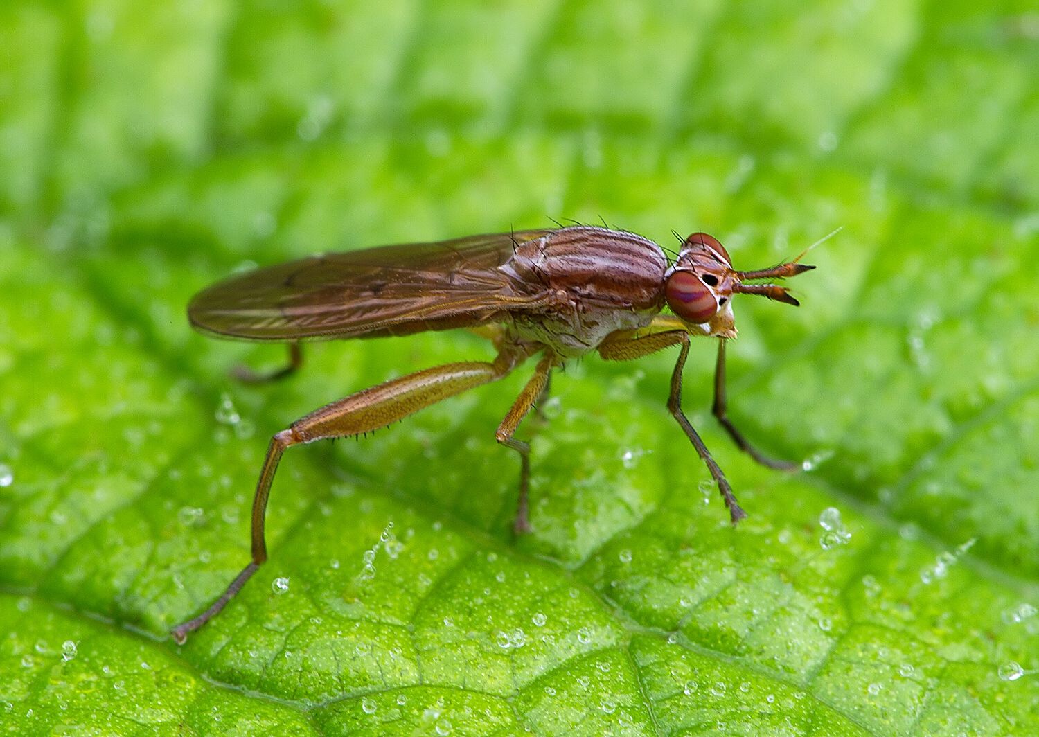 Sepedon spinipes