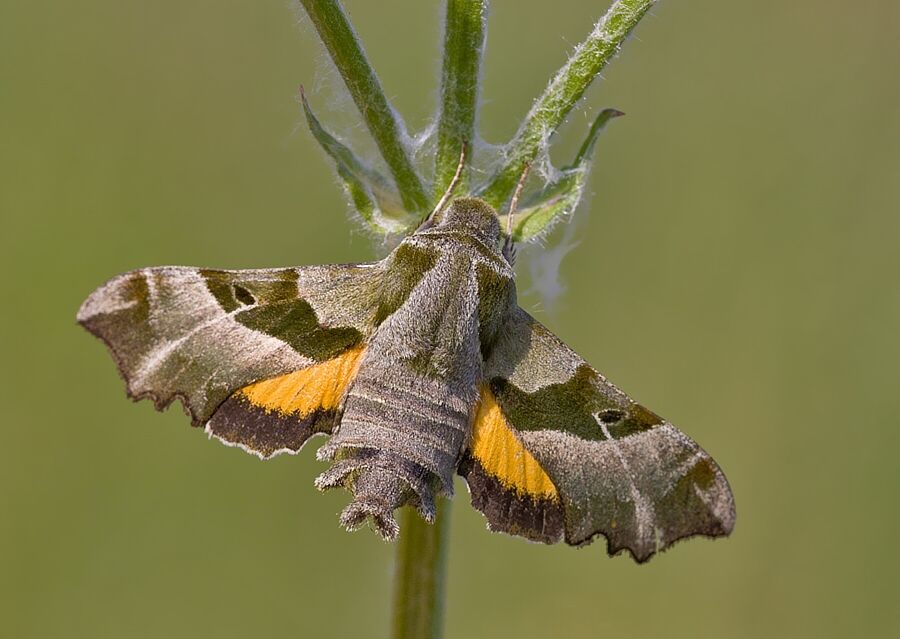 Proserpinus proserpina