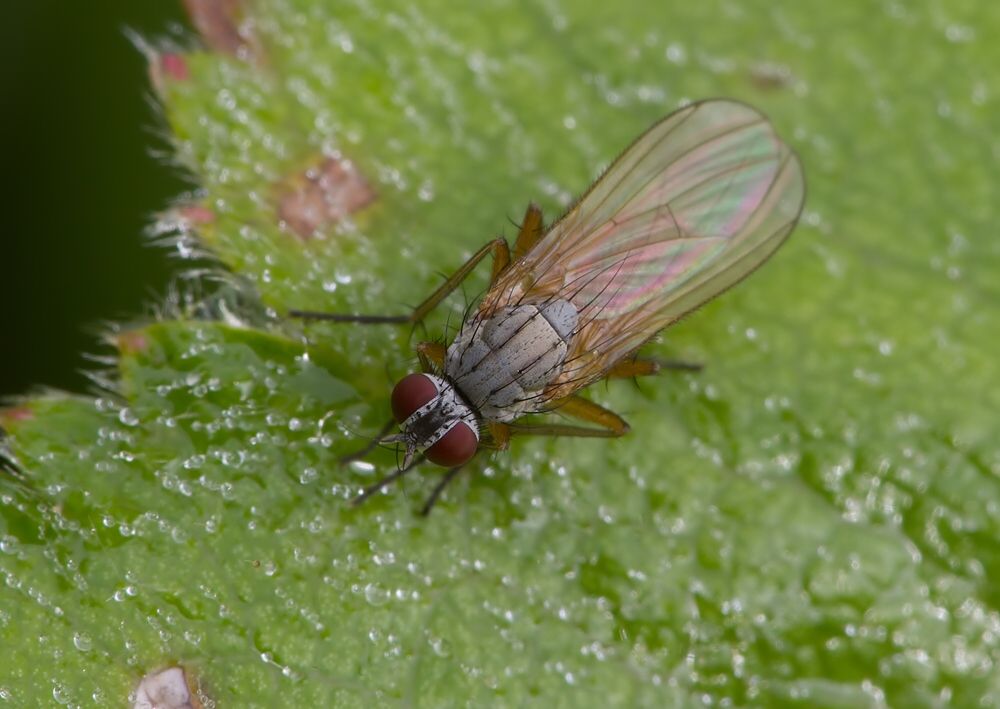 Mycophaga testacea