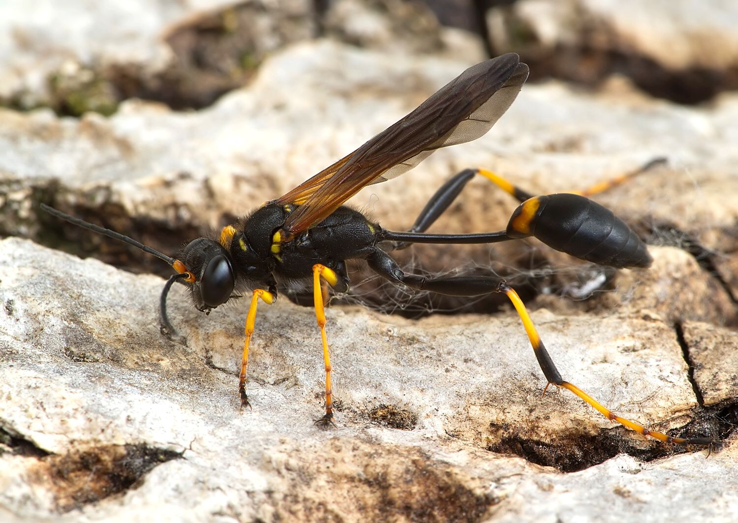 Sceliphron caementarium