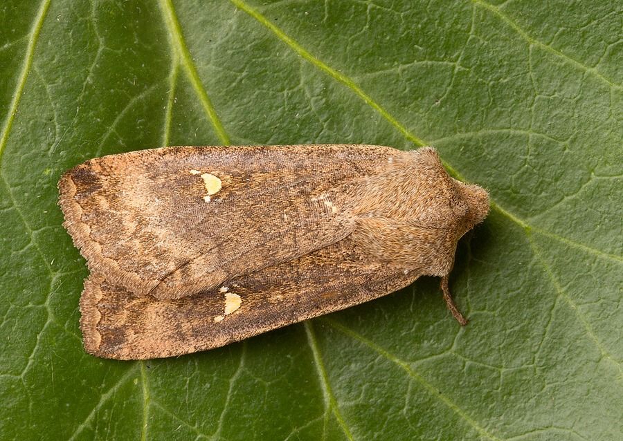 Eupsilia transversa