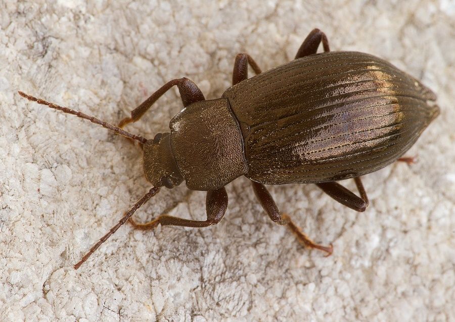 Stenomax aeneus