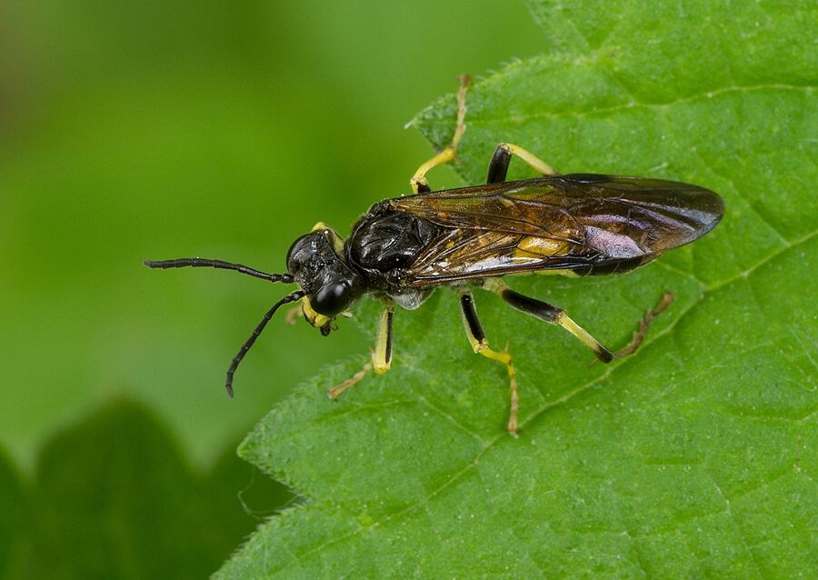 Tenthredo temula