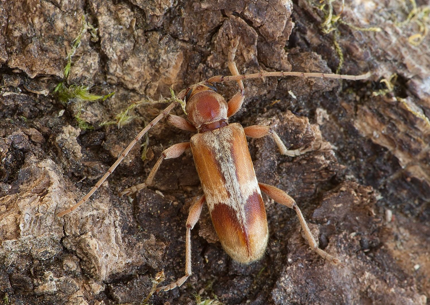 Trichoferus pallidus