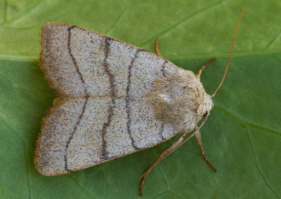 Charanyca trigrammica