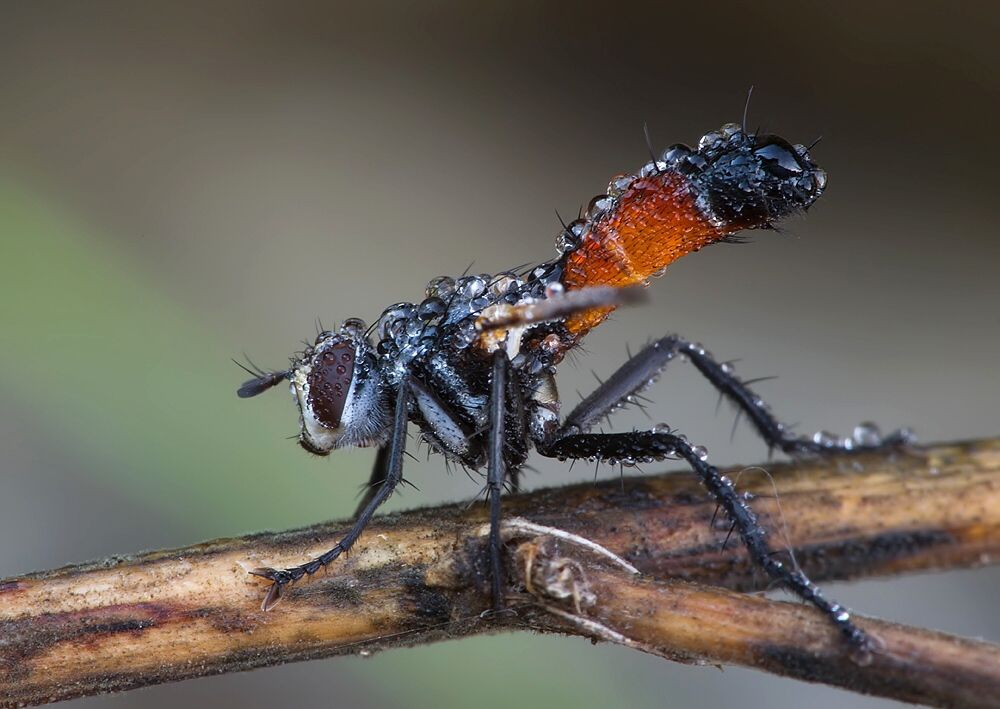 Cylindromyia pusilla