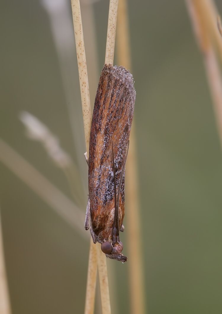 Selagia spadicella
