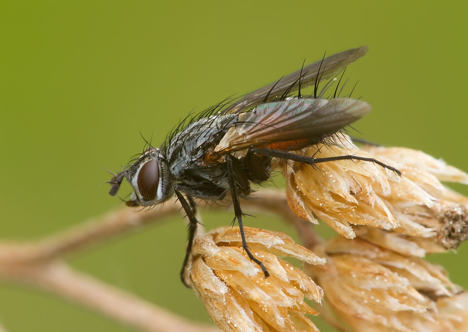Eriothrix rufomaculatus