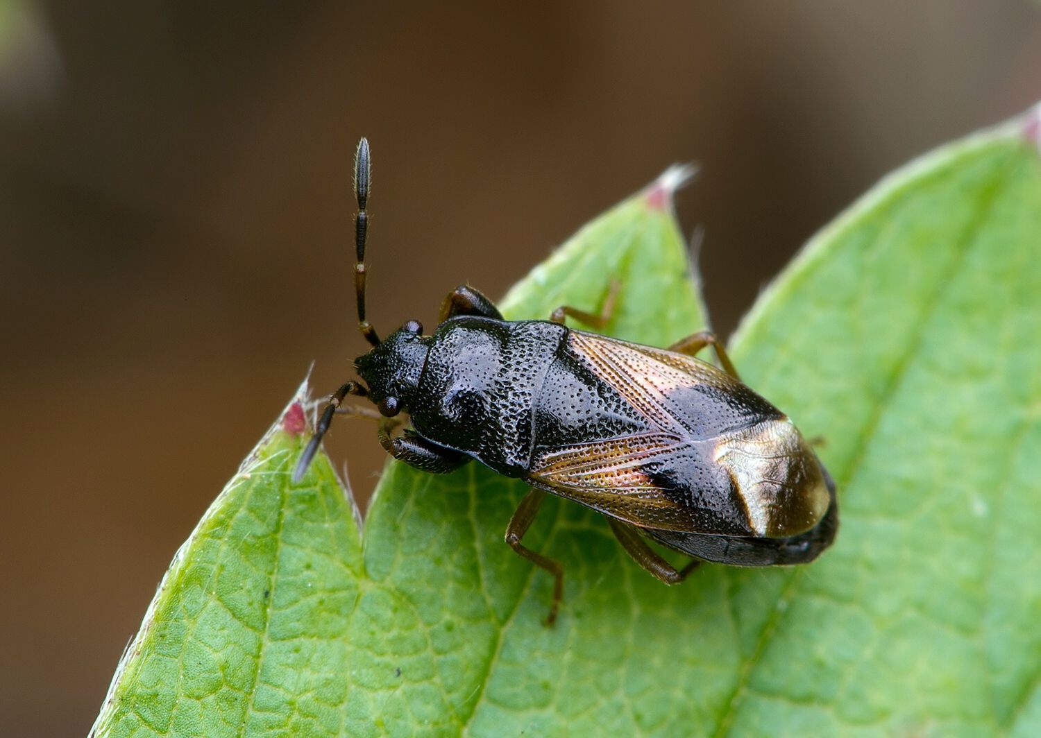 Megalonotus praetextatus