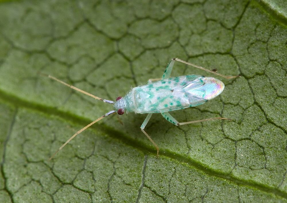 Malacocoris chlorizans