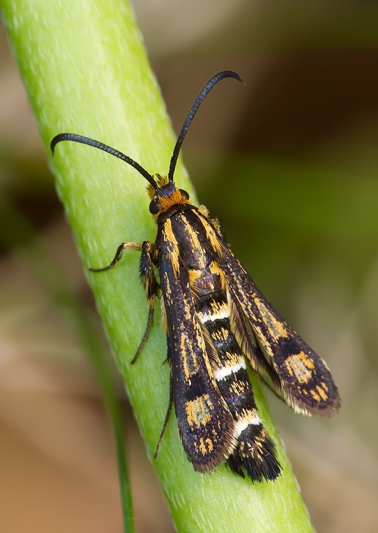 Chamaesphecia tenthrediniformis