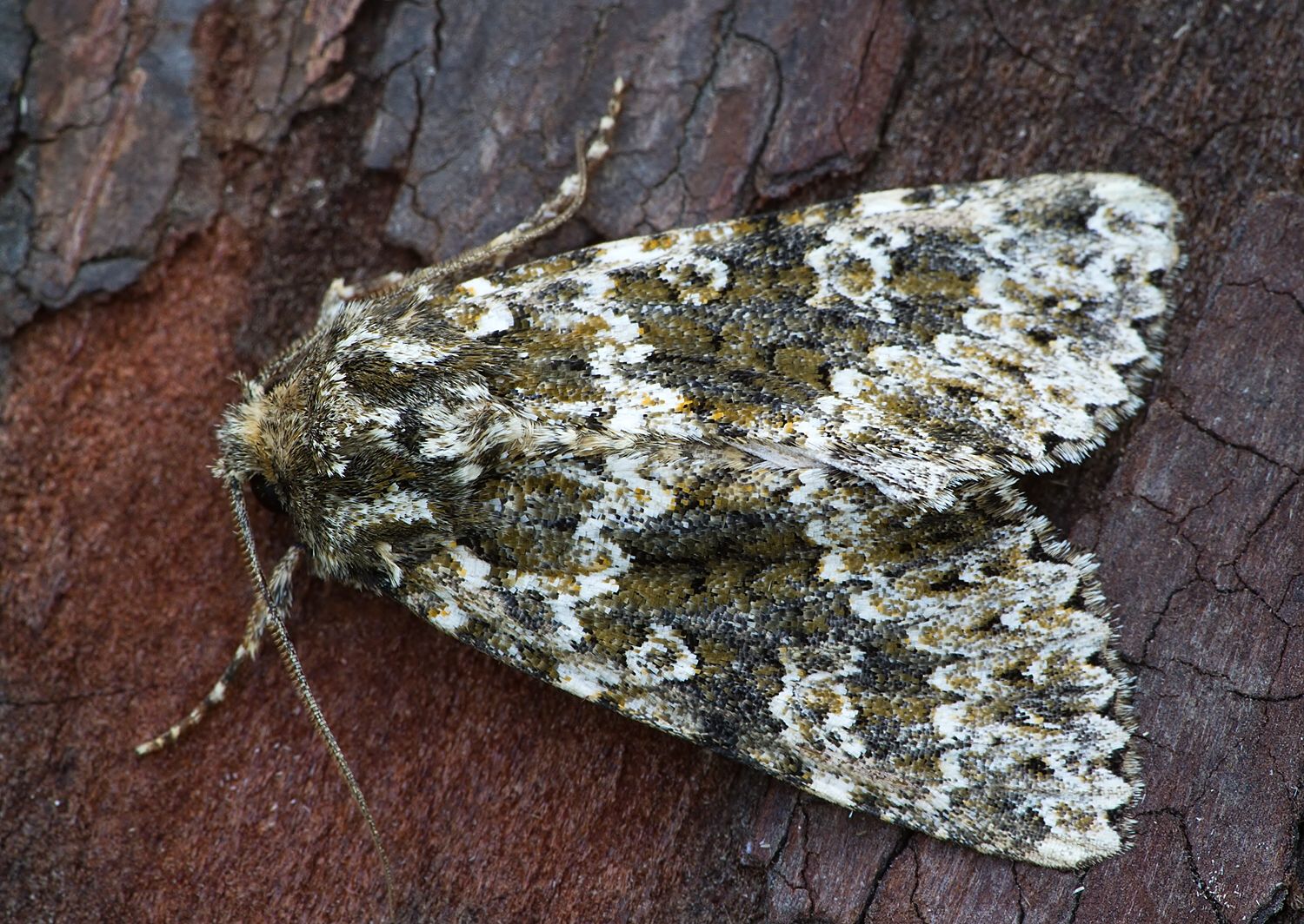 Polymixis polymita