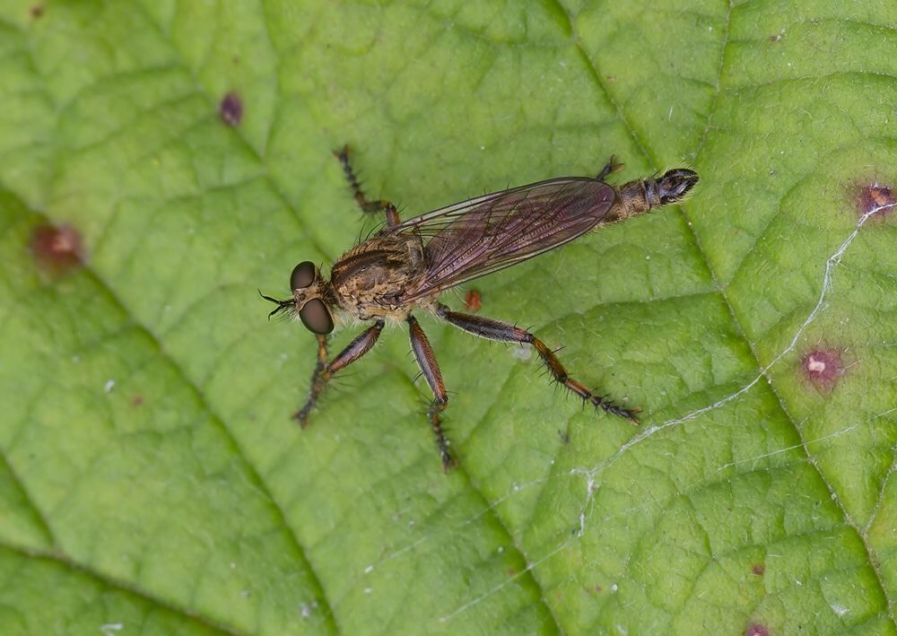 Tolmerus cingulatus