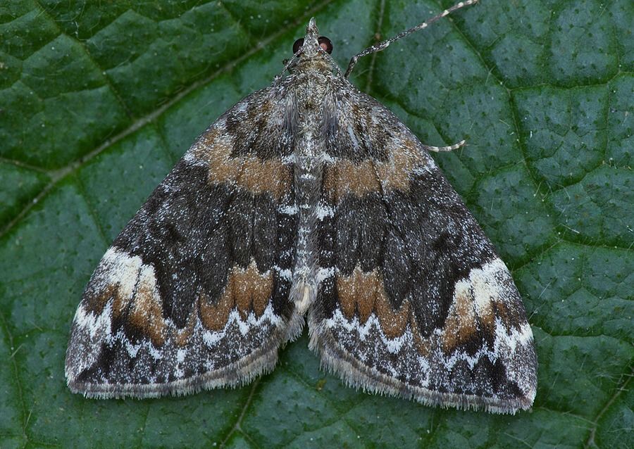 Dysstroma truncata