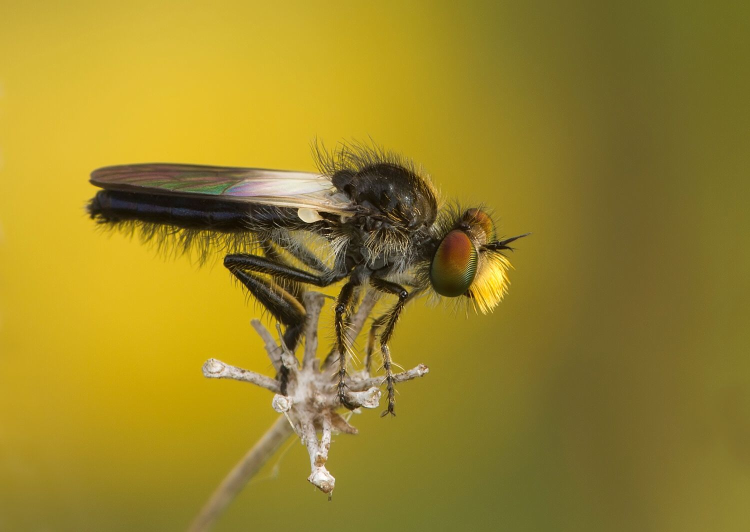 Holopogon nigripennis