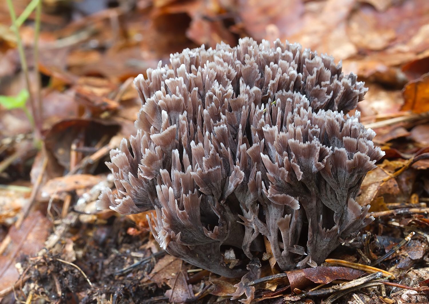 Thelephora palmata