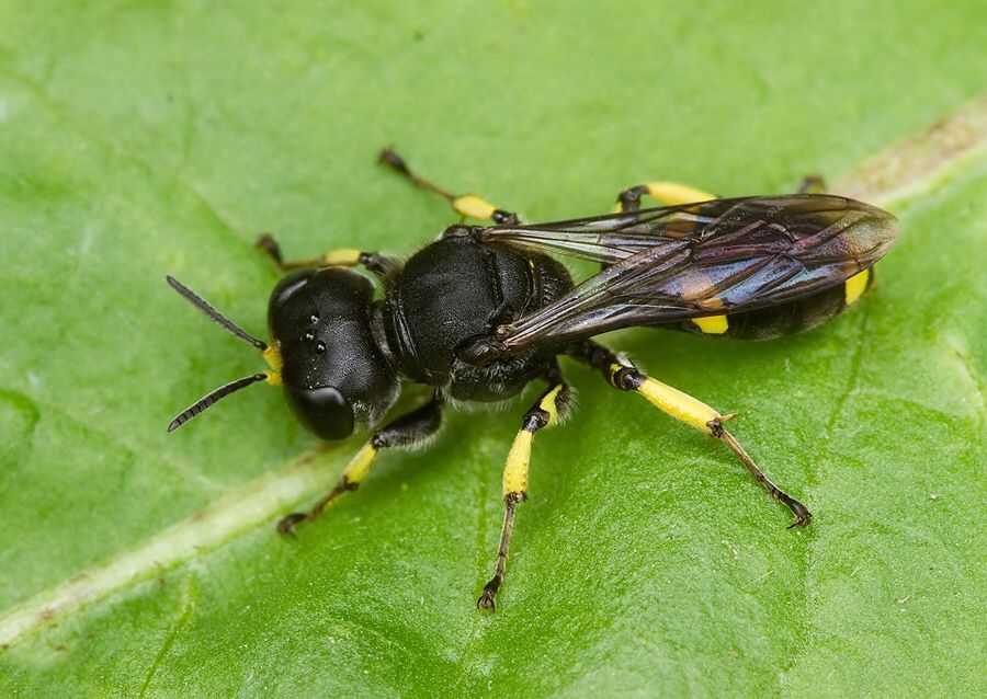 Ectemnius continuus cf.