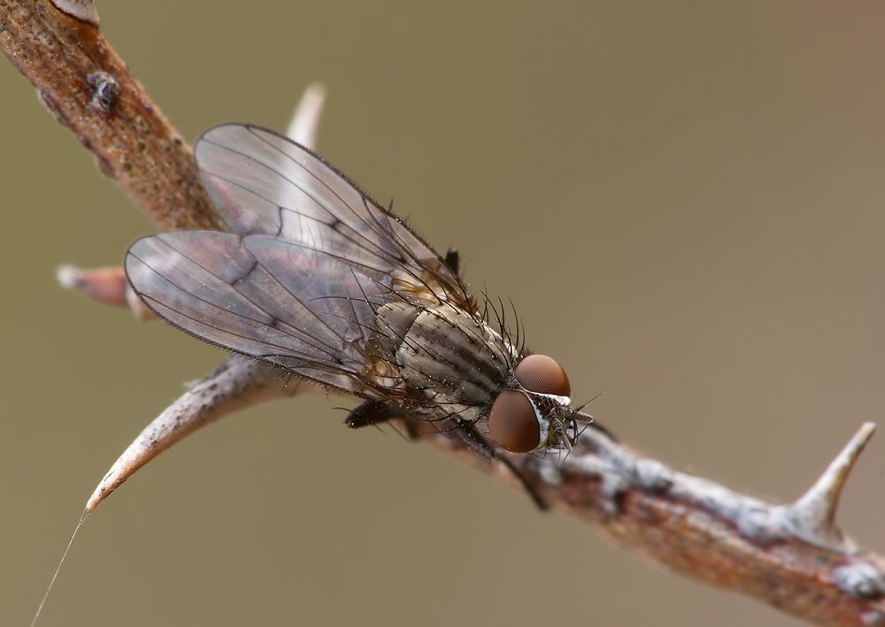 Anthomyia monilis