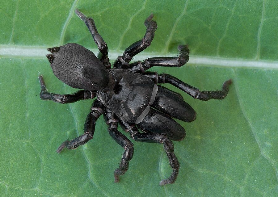 Atypus piceus