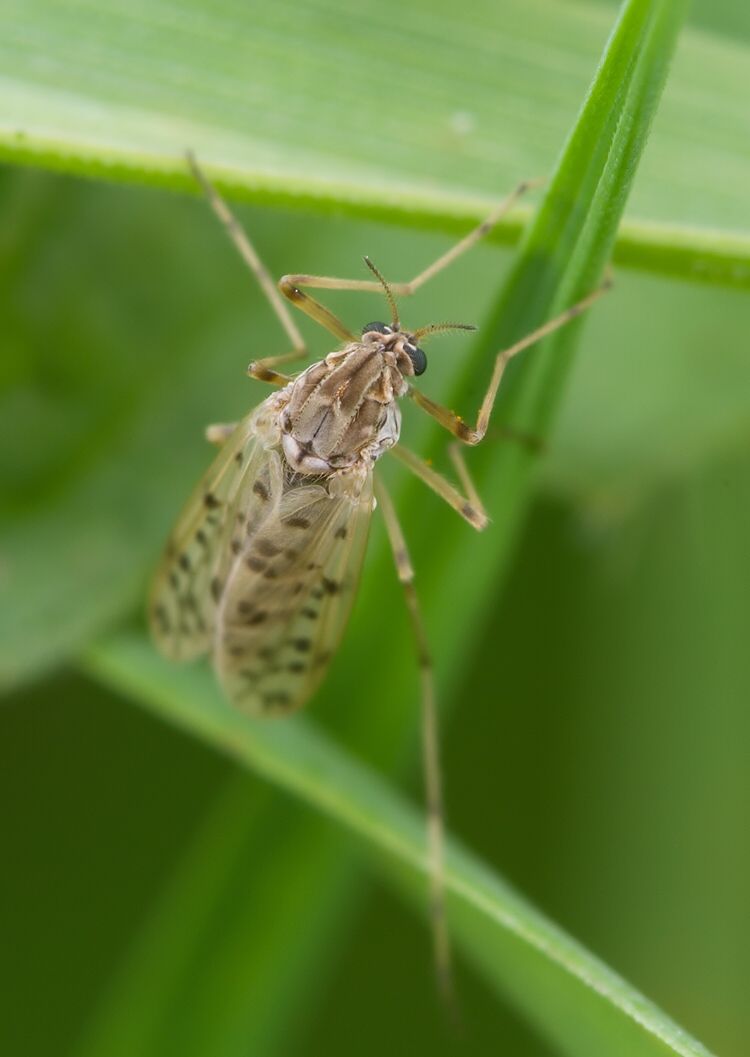 Tanypus punctipennis