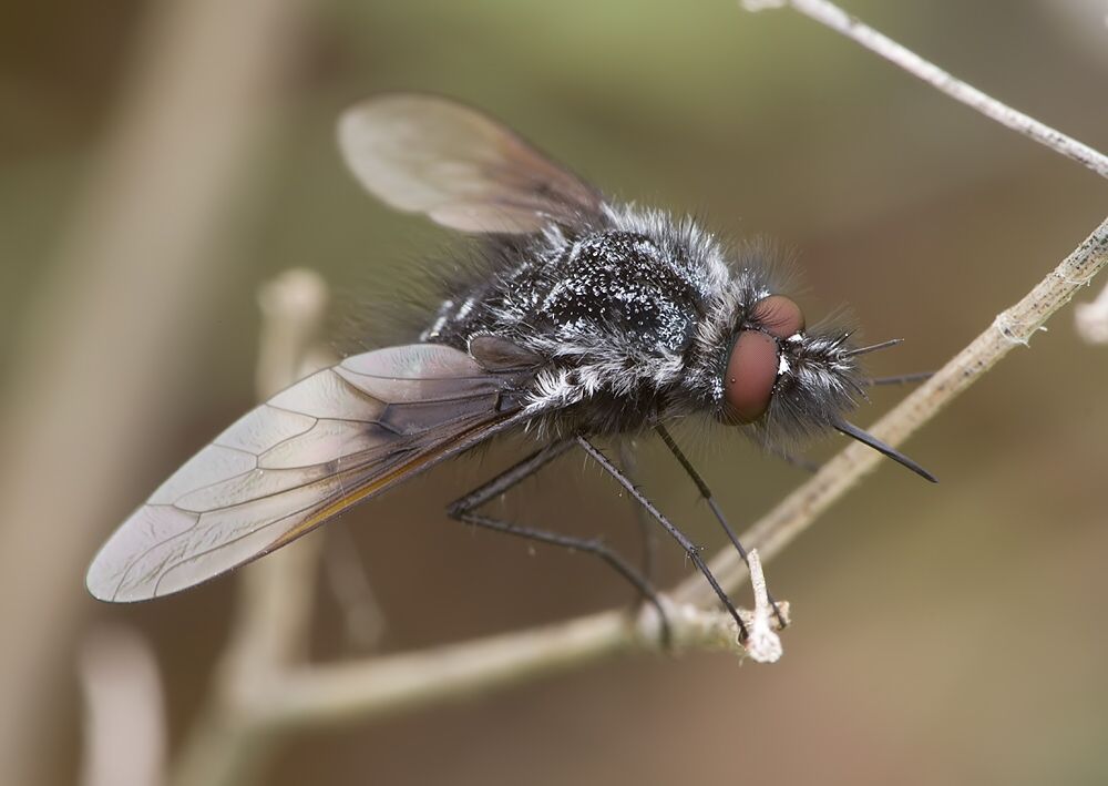 Bombylella atra