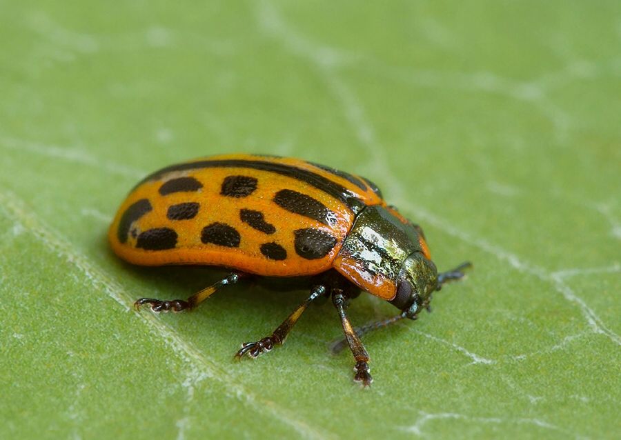 Chrysomela vigintipunctata