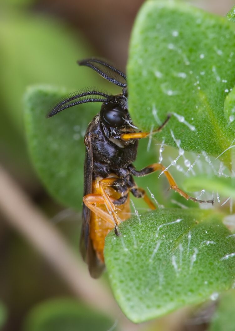Sterictiphora furcata