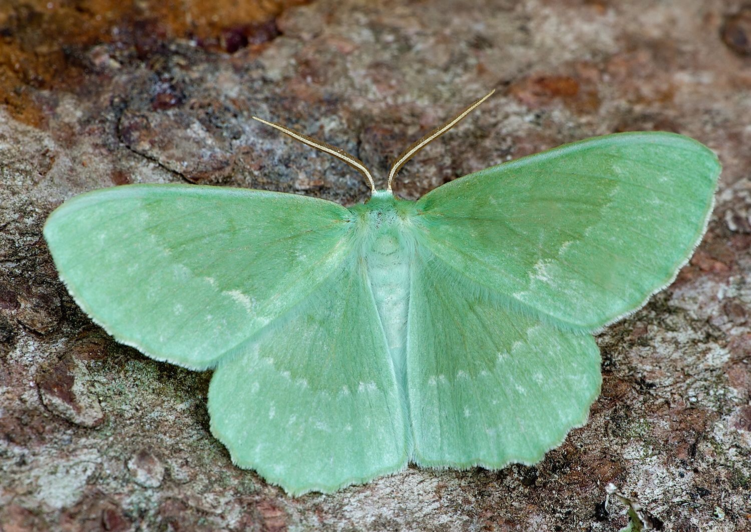 Geometra papilionaria