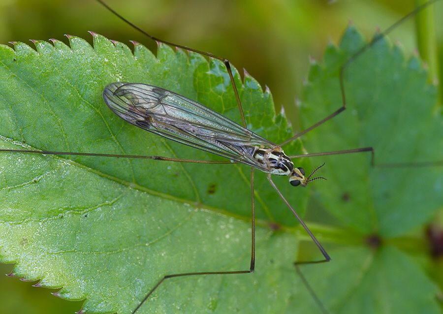 Nephrotoma dorsalis