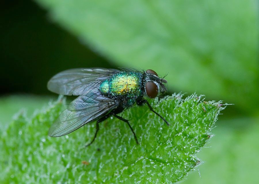 Neomyia cornicina