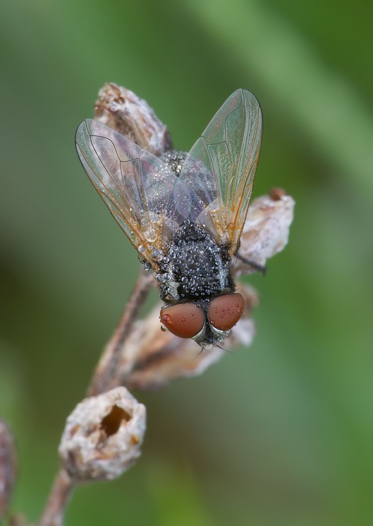 Phasia obesa