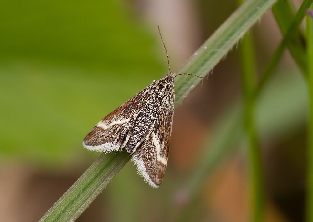 Atralata albofascialis
