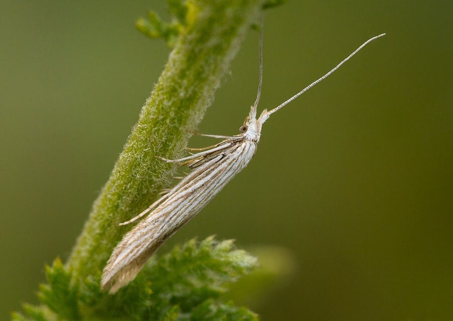 Coleophora chamaedriella