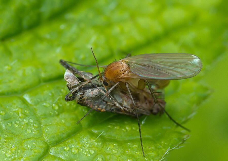 Rymosia sp.