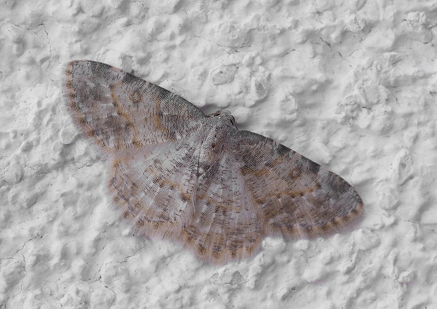 Charissa variegata