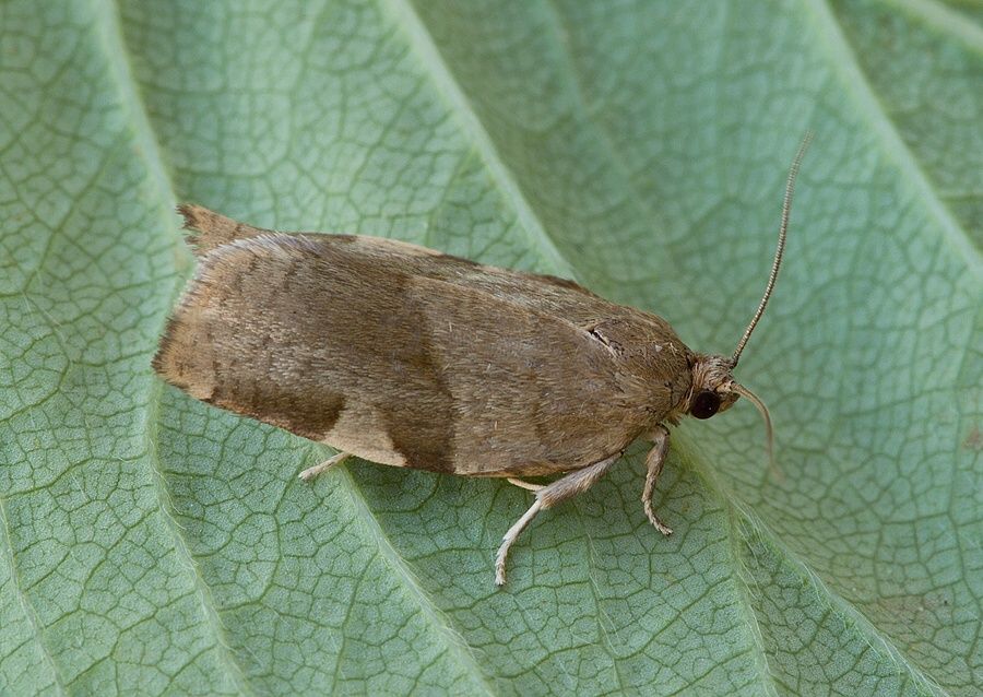 Choristoneura hebenstreitella