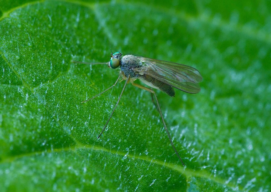 Sciapus platypterus