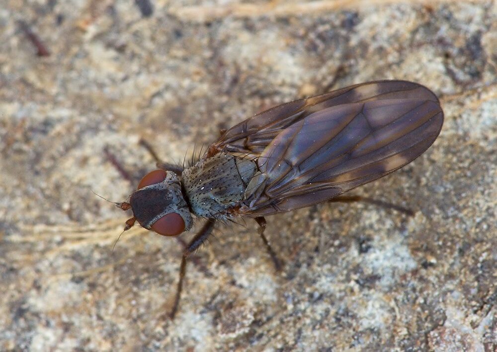 Otites guttata