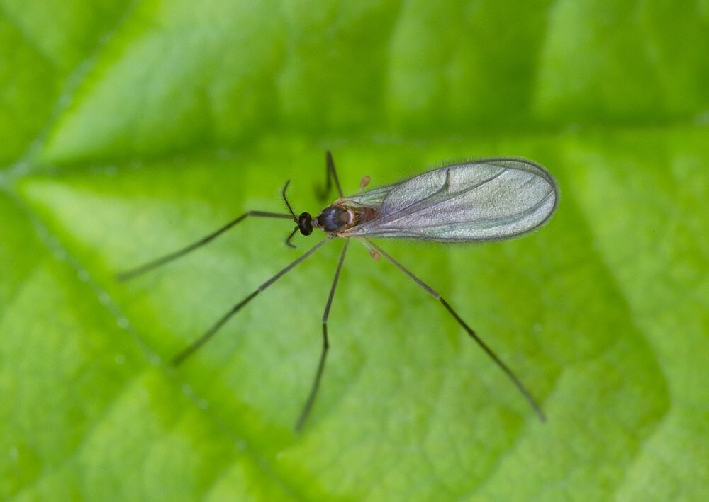 Porricondyla nigripennis